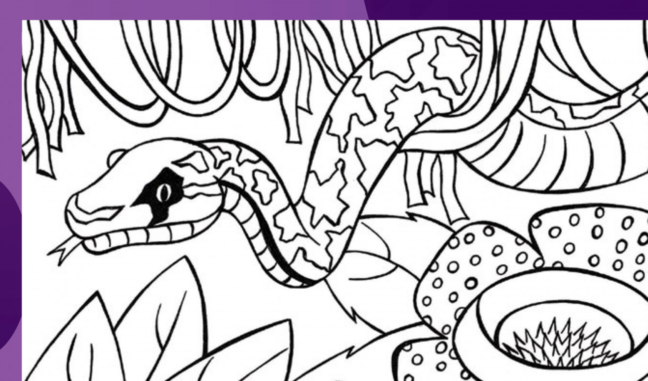 Snake Colouring In